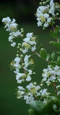 紫薇，花开6到9月的&ldquo;百日红&rdquo;紫薇花唯美摄影图片