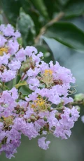 紫薇，花开6到9月的&ldquo;百日红&rdquo;紫薇花唯美摄影图片