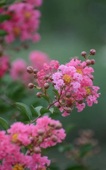 紫薇，花开6到9月的&ldquo;百日红&rdquo;紫薇花唯美摄影图片