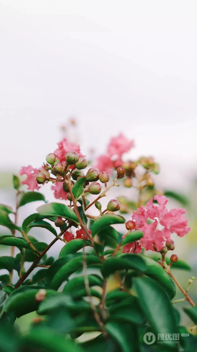 紫薇，花开6到9月的&ldquo;百日红&rdquo;紫薇花唯美摄影图片