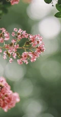 紫薇，花开6到9月的&ldquo;百日红&rdquo;紫薇花唯美摄影图片