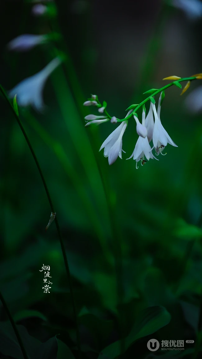 花苞似簪，色白如玉，清香宜人的唯美玉簪花摄影美图