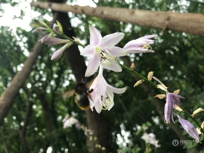 花苞似簪，色白如玉，清香宜人的唯美玉簪花摄影美图
