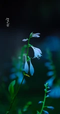花苞似簪，色白如玉，清香宜人的唯美玉簪花摄影美图