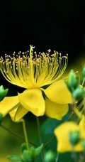 金丝桃图片，花叶秀丽，花冠如桃花的唯美金丝桃摄影美图