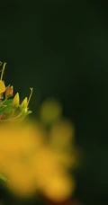 金丝桃图片，花叶秀丽，花冠如桃花的唯美金丝桃摄影美图