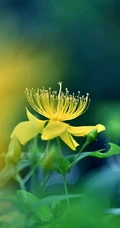 金丝桃图片，花叶秀丽，花冠如桃花的唯美金丝桃摄影美图