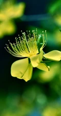 金丝桃图片，花叶秀丽，花冠如桃花的唯美金丝桃摄影美图