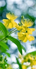 金丝桃图片，花叶秀丽，花冠如桃花的唯美金丝桃摄影美图