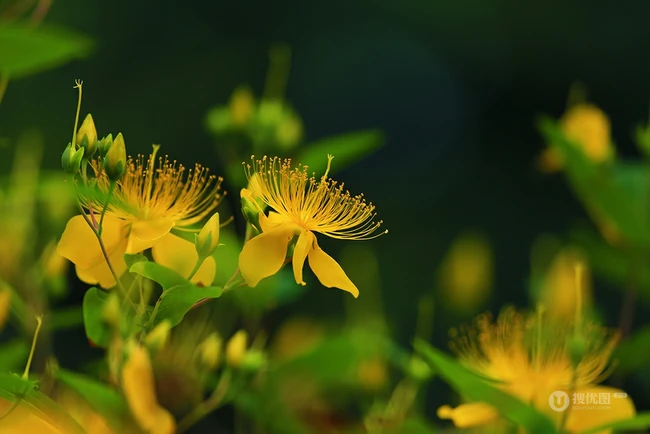金丝桃图片，花叶秀丽，花冠如桃花的唯美金丝桃摄影美图