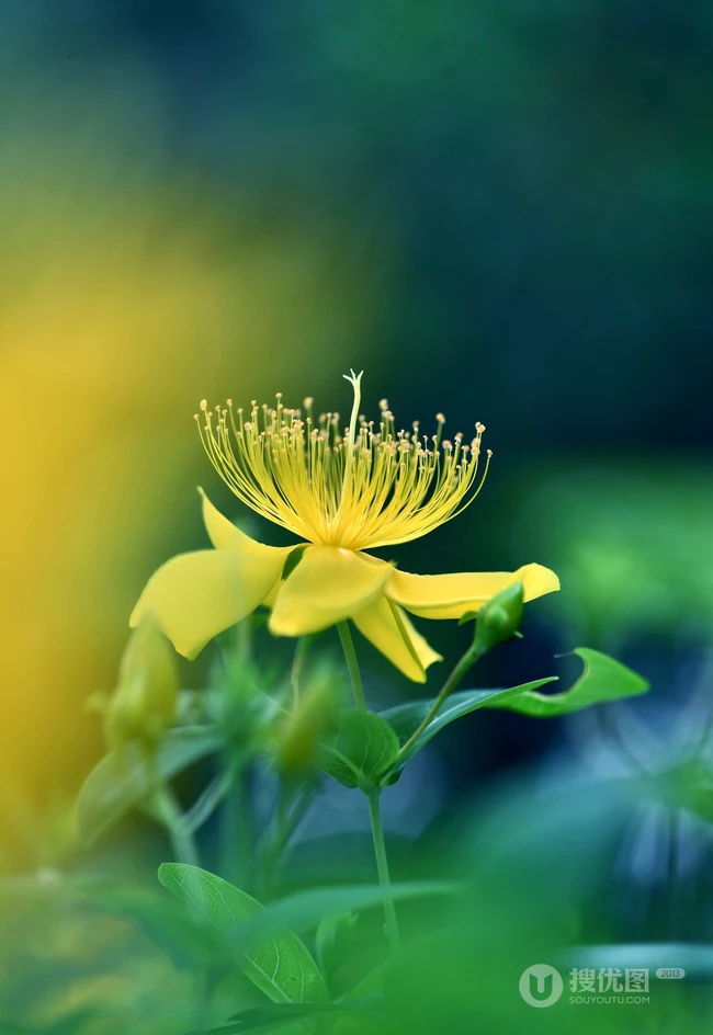 金丝桃图片，花叶秀丽，花冠如桃花的唯美金丝桃摄影美图