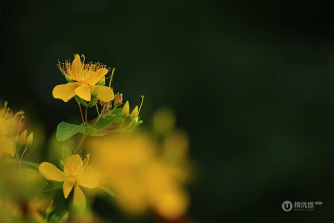 金丝桃图片，花叶秀丽，花冠如桃花的唯美金丝桃摄影美图
