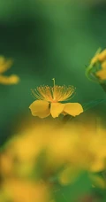 金丝桃图片，花叶秀丽，花冠如桃花的唯美金丝桃摄影美图