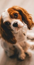 可爱狗狗&ldquo;查理王小猎犬&rdquo;宠物手机壁纸