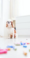 可爱狗狗&ldquo;查理王小猎犬&rdquo;宠物手机壁纸