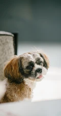 可爱狗狗&ldquo;查理王小猎犬&rdquo;宠物手机壁纸