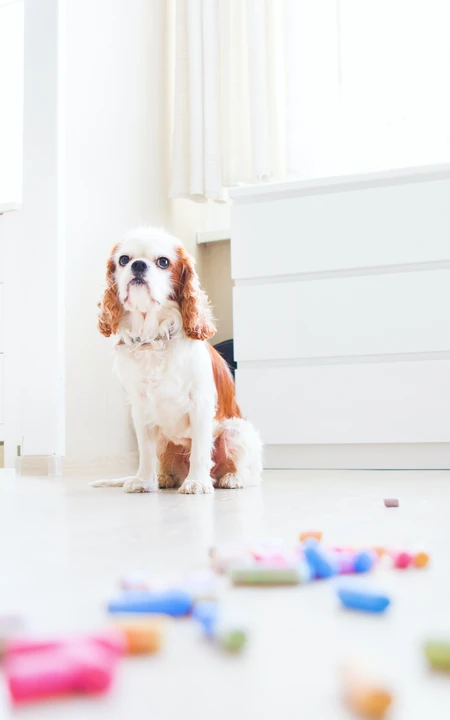 可爱狗狗&ldquo;查理王小猎犬&rdquo;宠物手机壁纸