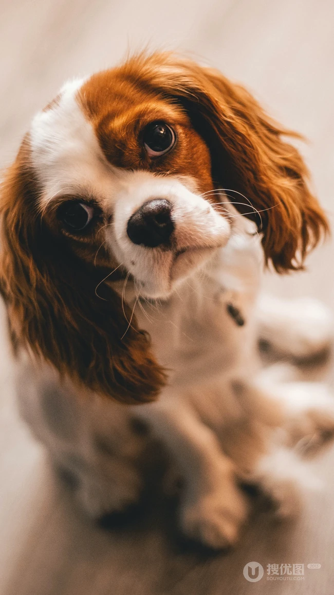 可爱狗狗&ldquo;查理王小猎犬&rdquo;宠物手机壁纸
