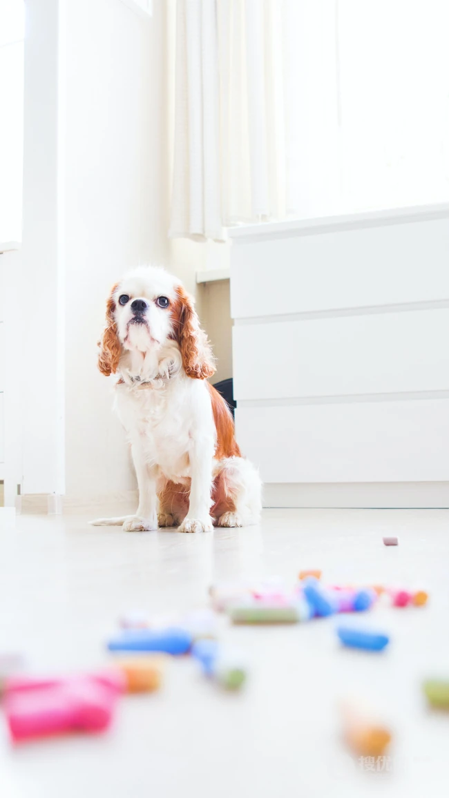可爱狗狗&ldquo;查理王小猎犬&rdquo;宠物手机壁纸