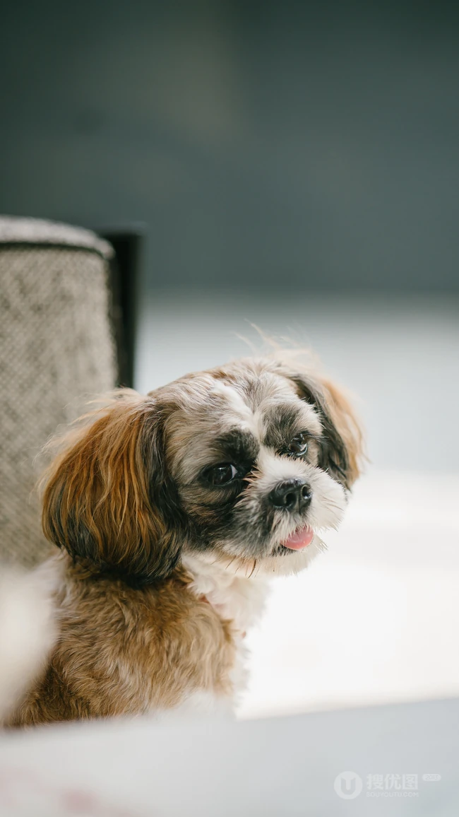 可爱狗狗&ldquo;查理王小猎犬&rdquo;宠物手机壁纸