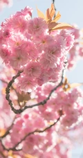 粉红樱花唯美摄影手机壁纸