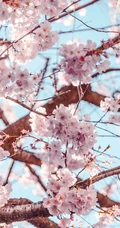 粉红樱花唯美摄影手机壁纸