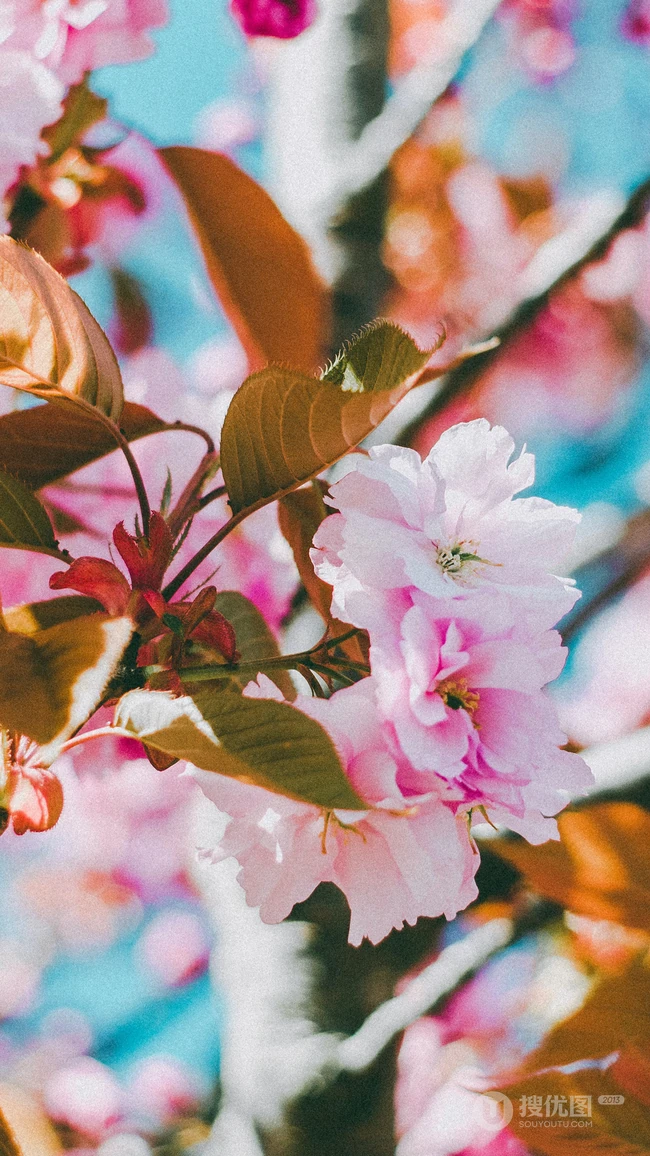 粉红樱花唯美摄影手机壁纸