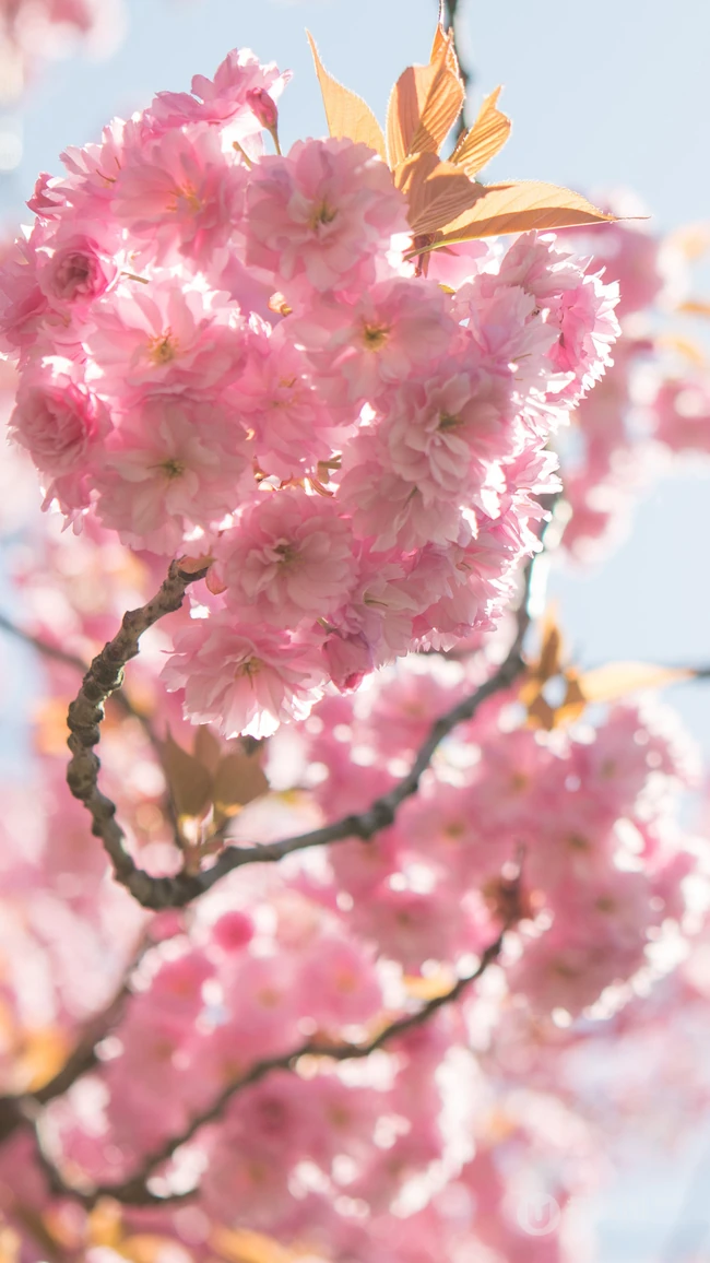 粉红樱花唯美摄影手机壁纸