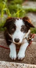 萌宠狗狗&ldquo;威尔士柯基犬&rdquo;，&ldquo;波士顿梗犬&rdquo;壁纸图片
