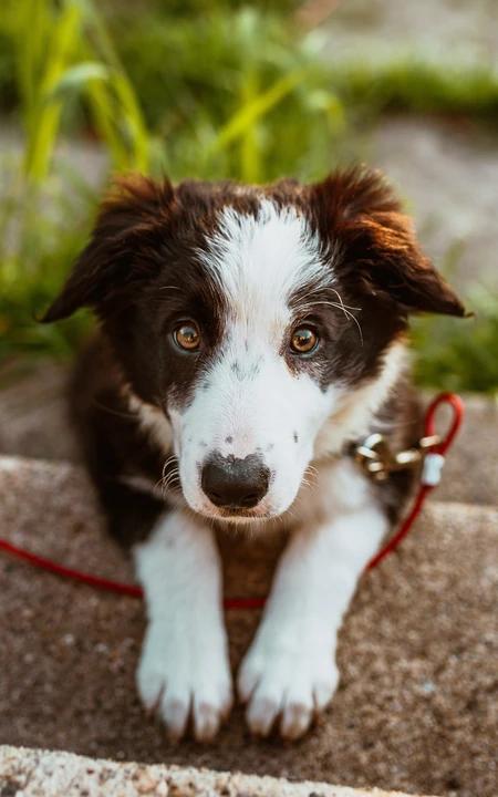 萌宠狗狗&ldquo;威尔士柯基犬&rdquo;，&ldquo;波士顿梗犬&rdquo;壁纸图片