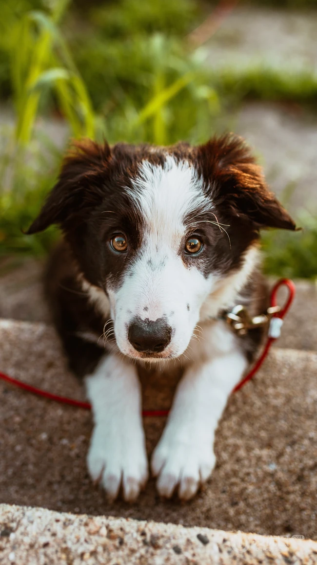 萌宠狗狗&ldquo;威尔士柯基犬&rdquo;，&ldquo;波士顿梗犬&rdquo;壁纸图片