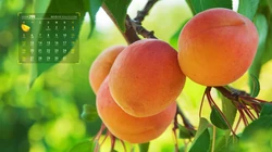 7月你好！高清水果主题2020年7月日历壁纸