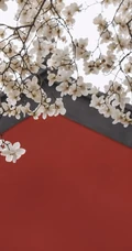 玉兰花图片，古清凉寺里的唯美玉兰花古香古色图片