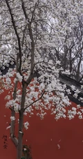 玉兰花图片，古清凉寺里的唯美玉兰花古香古色图片