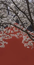 玉兰花图片，古清凉寺里的唯美玉兰花古香古色图片