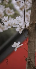 玉兰花图片，古清凉寺里的唯美玉兰花古香古色图片