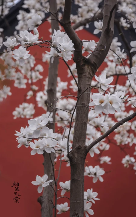 玉兰花图片，古清凉寺里的唯美玉兰花古香古色图片