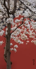 玉兰花图片，古清凉寺里的唯美玉兰花古香古色图片