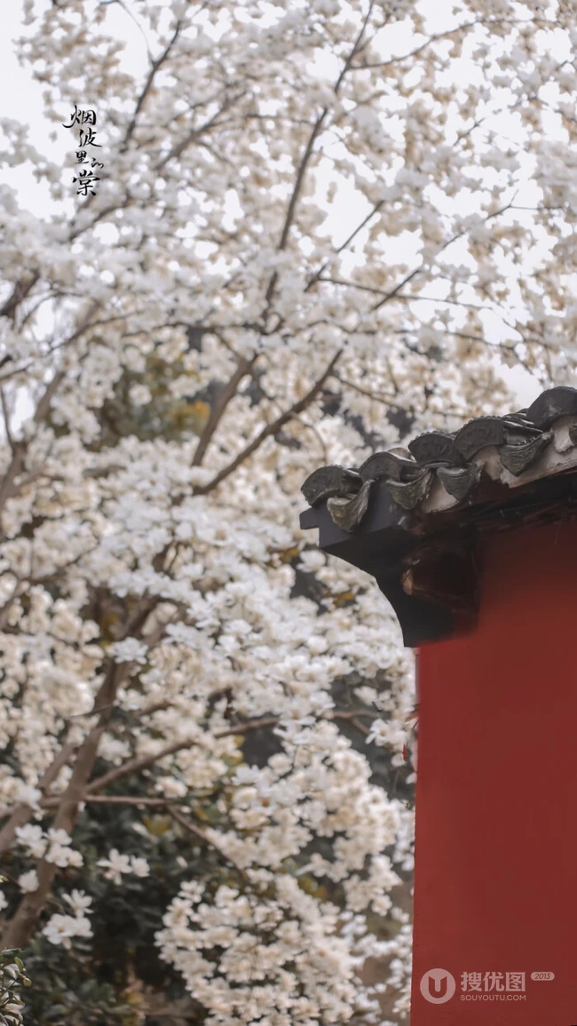 玉兰花图片，古清凉寺里的唯美玉兰花古香古色图片