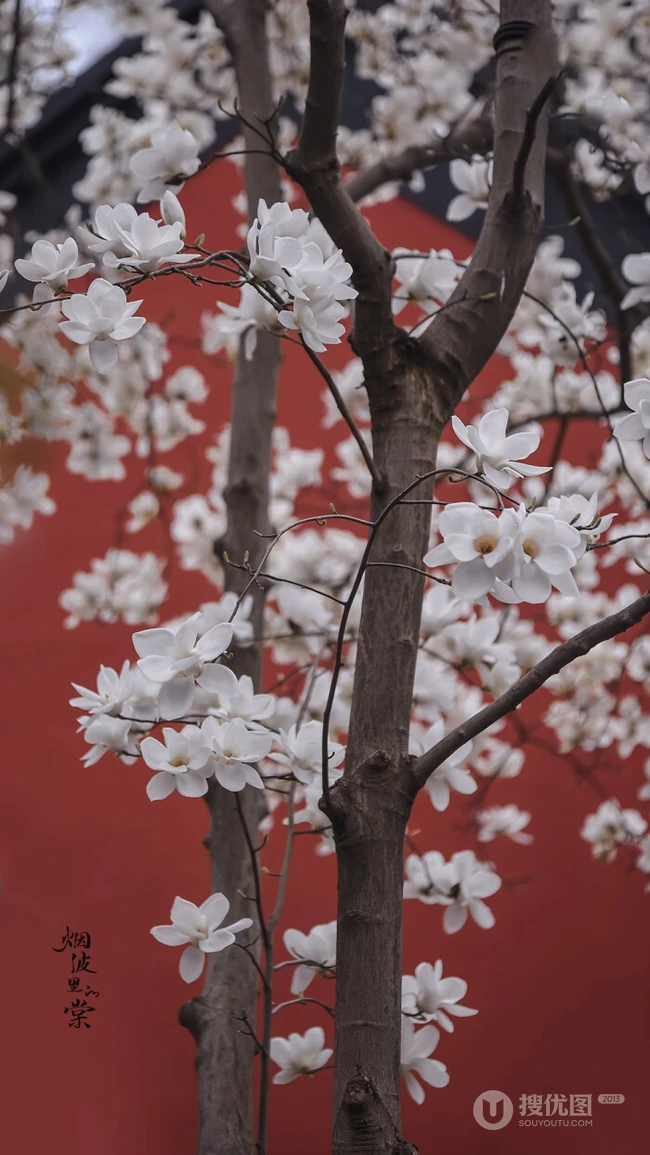 玉兰花图片，古清凉寺里的唯美玉兰花古香古色图片