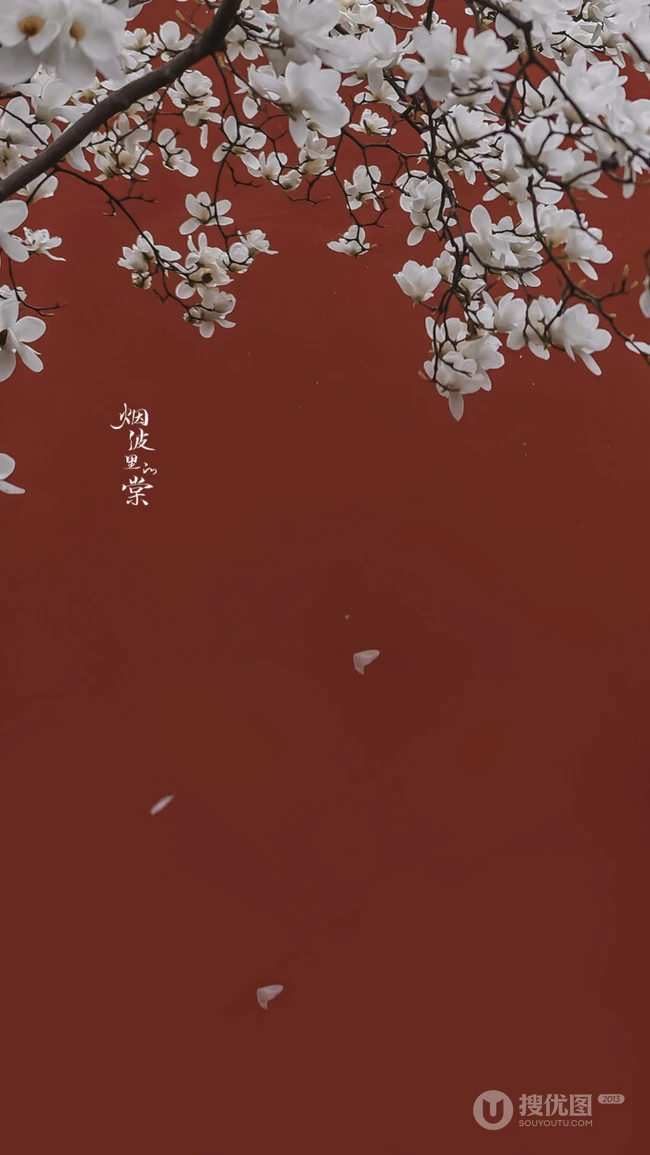 玉兰花图片，古清凉寺里的唯美玉兰花古香古色图片