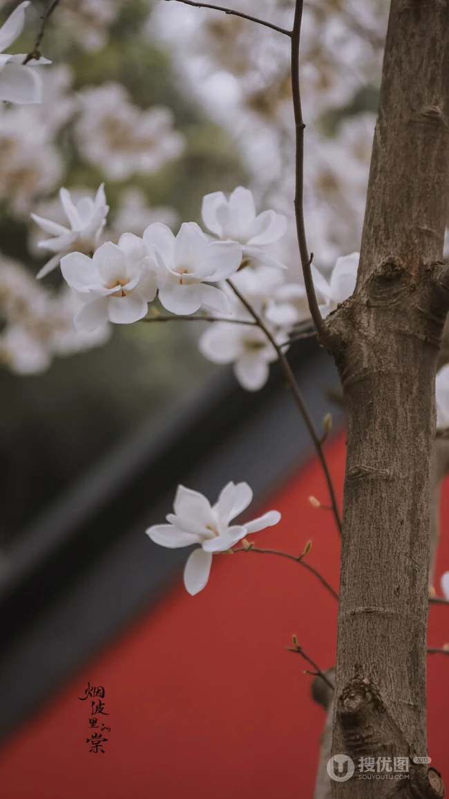 玉兰花图片，古清凉寺里的唯美玉兰花古香古色图片