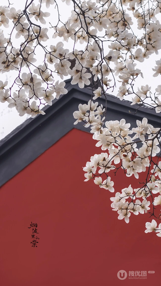 玉兰花图片，古清凉寺里的唯美玉兰花古香古色图片