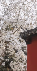 玉兰花图片，古清凉寺里的唯美玉兰花古香古色图片