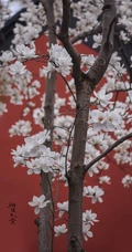 玉兰花图片，古清凉寺里的唯美玉兰花古香古色图片