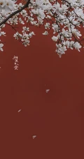 玉兰花图片，古清凉寺里的唯美玉兰花古香古色图片