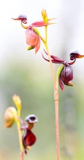 长的像鸭子的奇特兰花-澳洲飞鸭兰图片