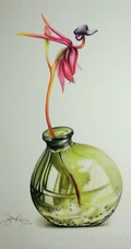 长的像鸭子的奇特兰花-澳洲飞鸭兰图片