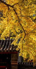 满树金黄的落叶乔木银杏树唯美图片