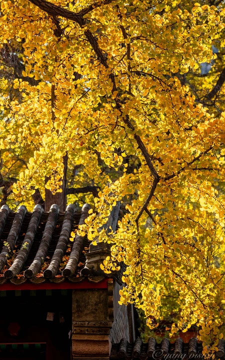 满树金黄的落叶乔木银杏树唯美图片